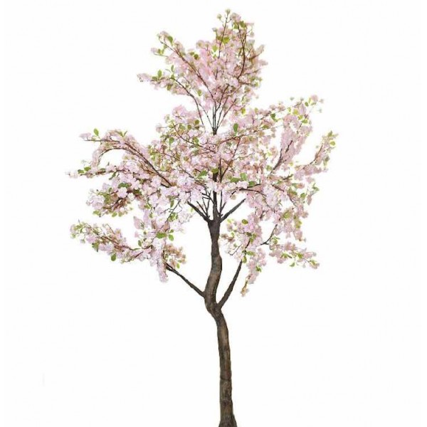 Albero con fiori di ciliegio